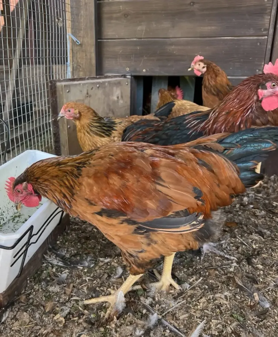 Продаются молодые петухи 3,5 мес породы
🐓МАРАН
🐓КУЧИНСКАЯ ЮБИЛЕЙНАЯ
🐓СИЛЬВЕРУДД
1000 руб. 
Если 3