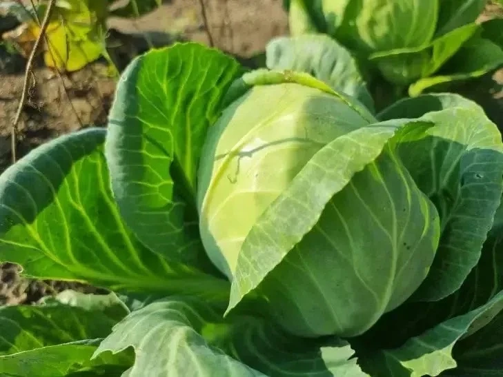 🥬 КАПУСТА В НАЧАЛЕ ИЮЛЯ: 3 ШАГА К ТУГОМУ КОЧАНУ

Июль — горячая пора для капусты. Кочаны начинают з