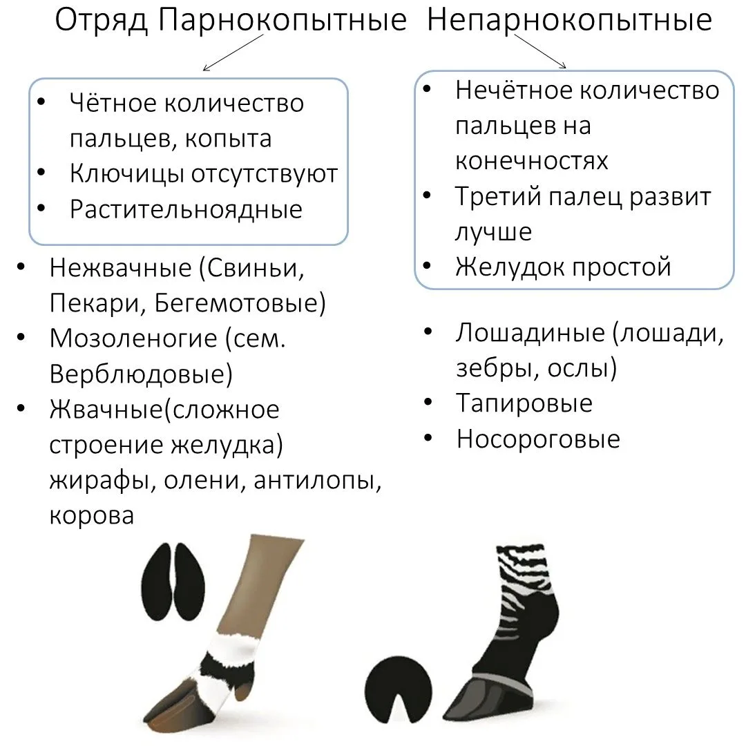Парно- и непарнокопытные