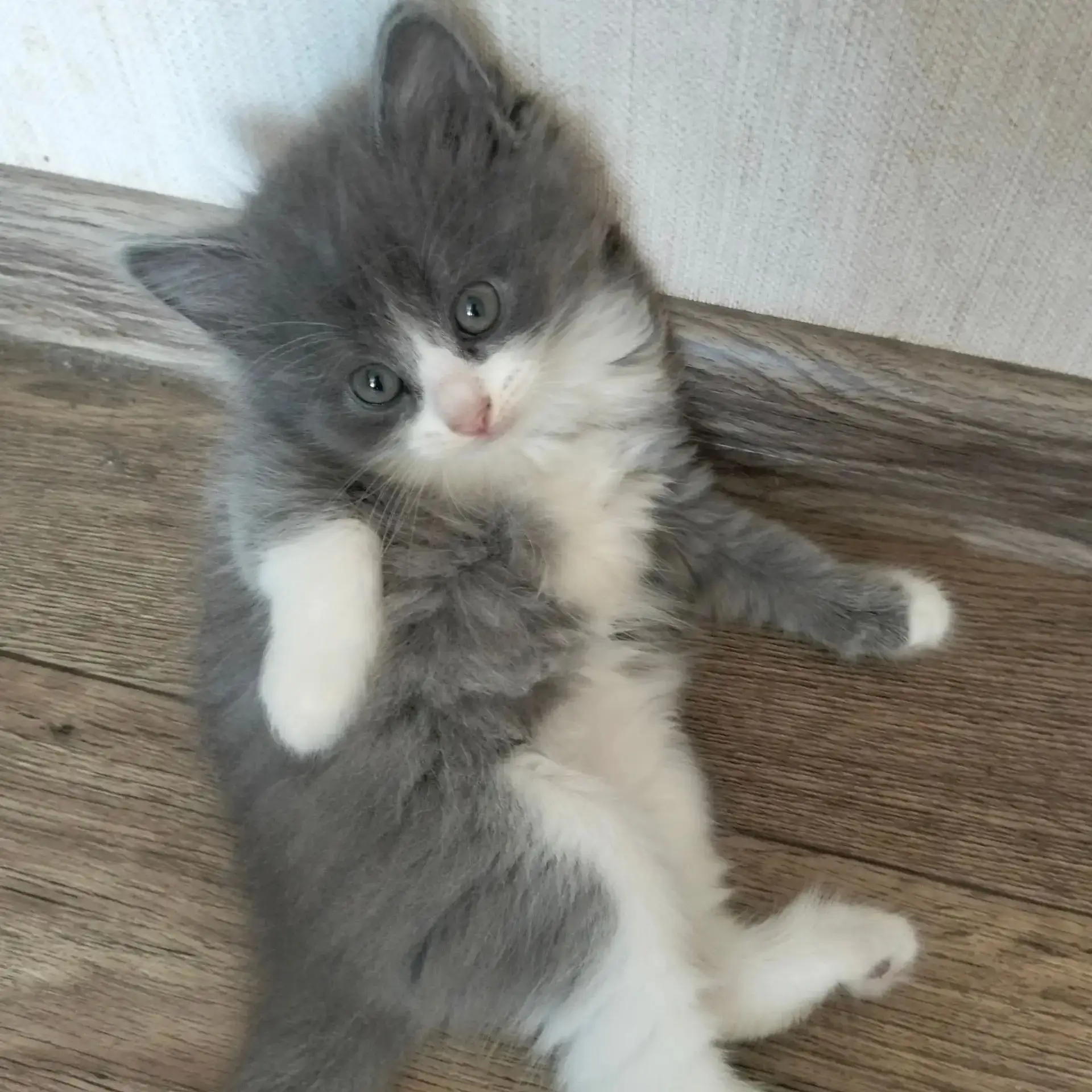 «Квартирный вопрос испортил всех!» 🐱🐱🐱

В добрые руки (и на мягкие диваны) срочно отдаётся банда 