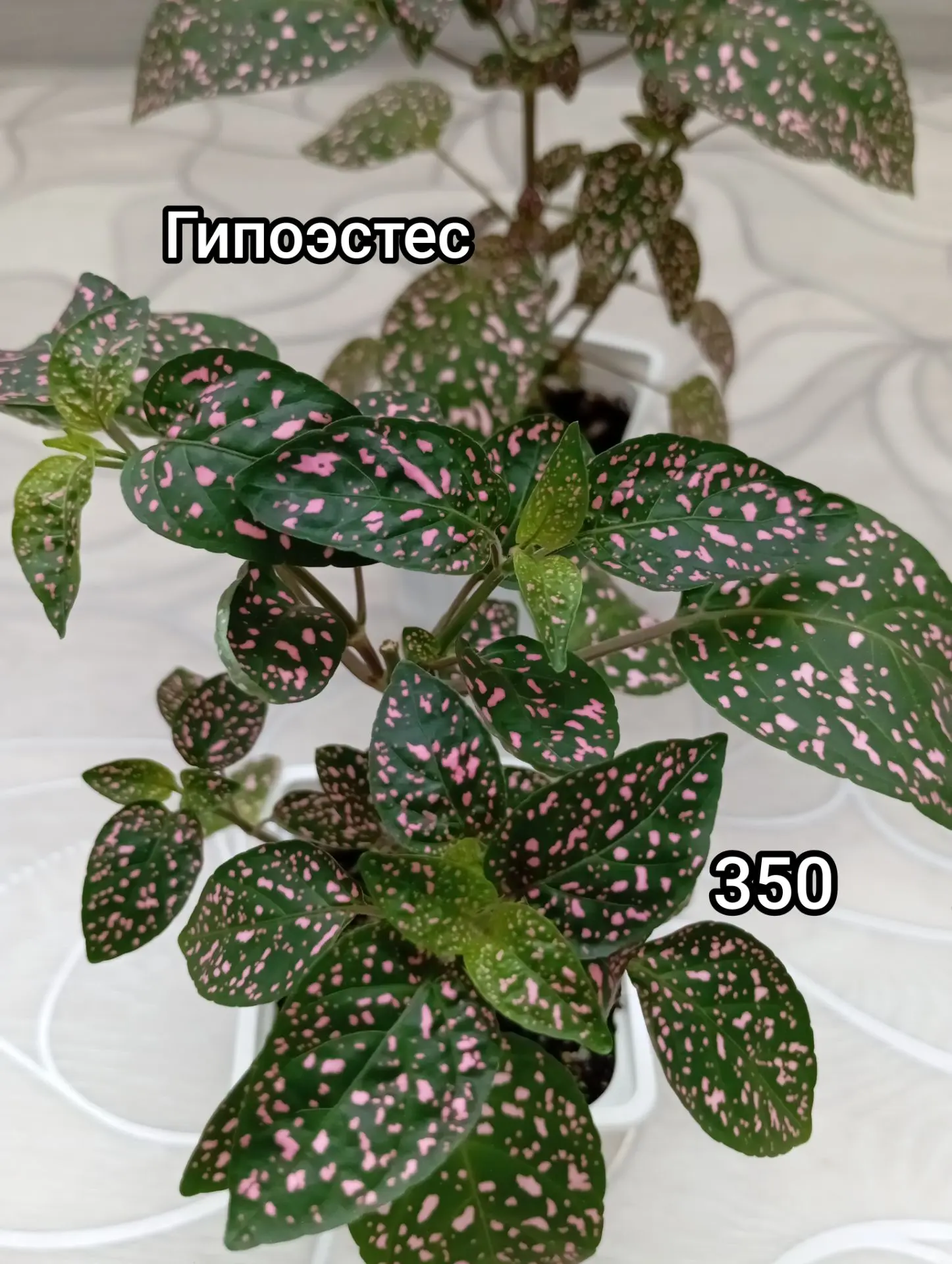 Энгельс 78053225519