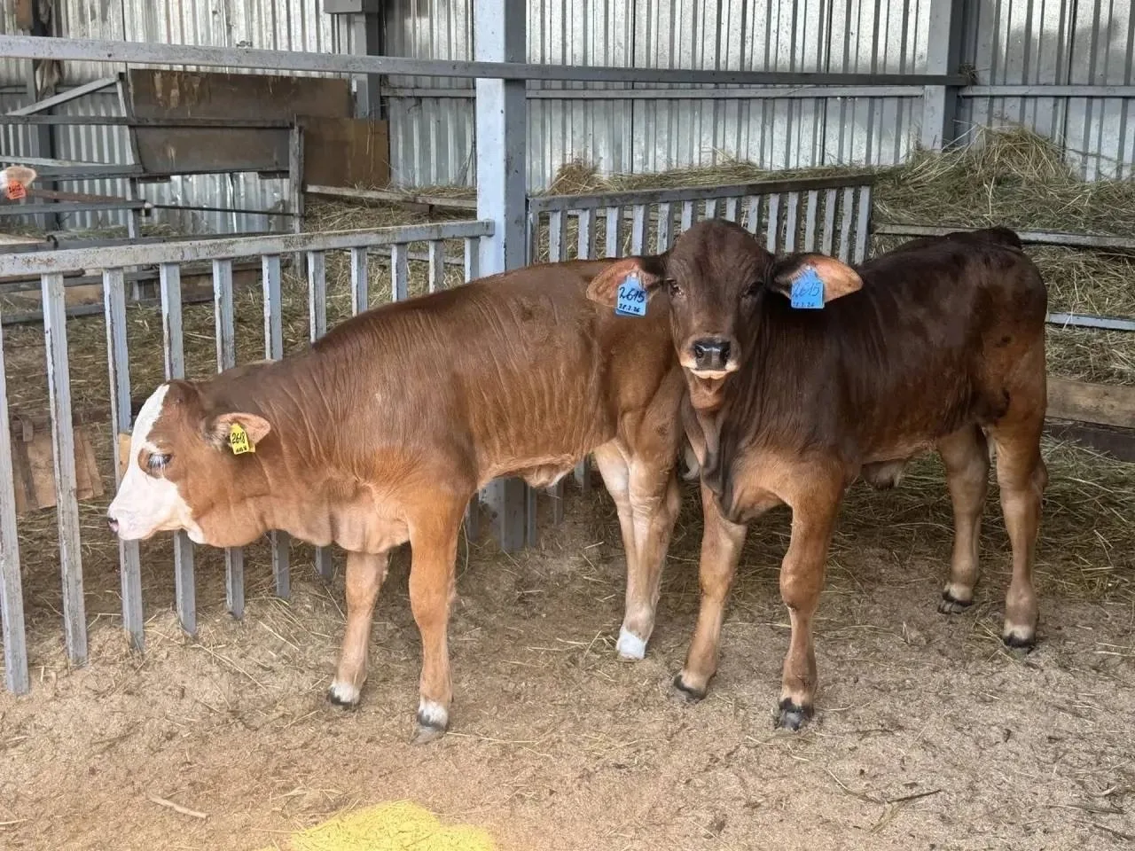Подольские учёные получили пять зебувидных телят 🐄

Их вывели в рамках программы Национального цент