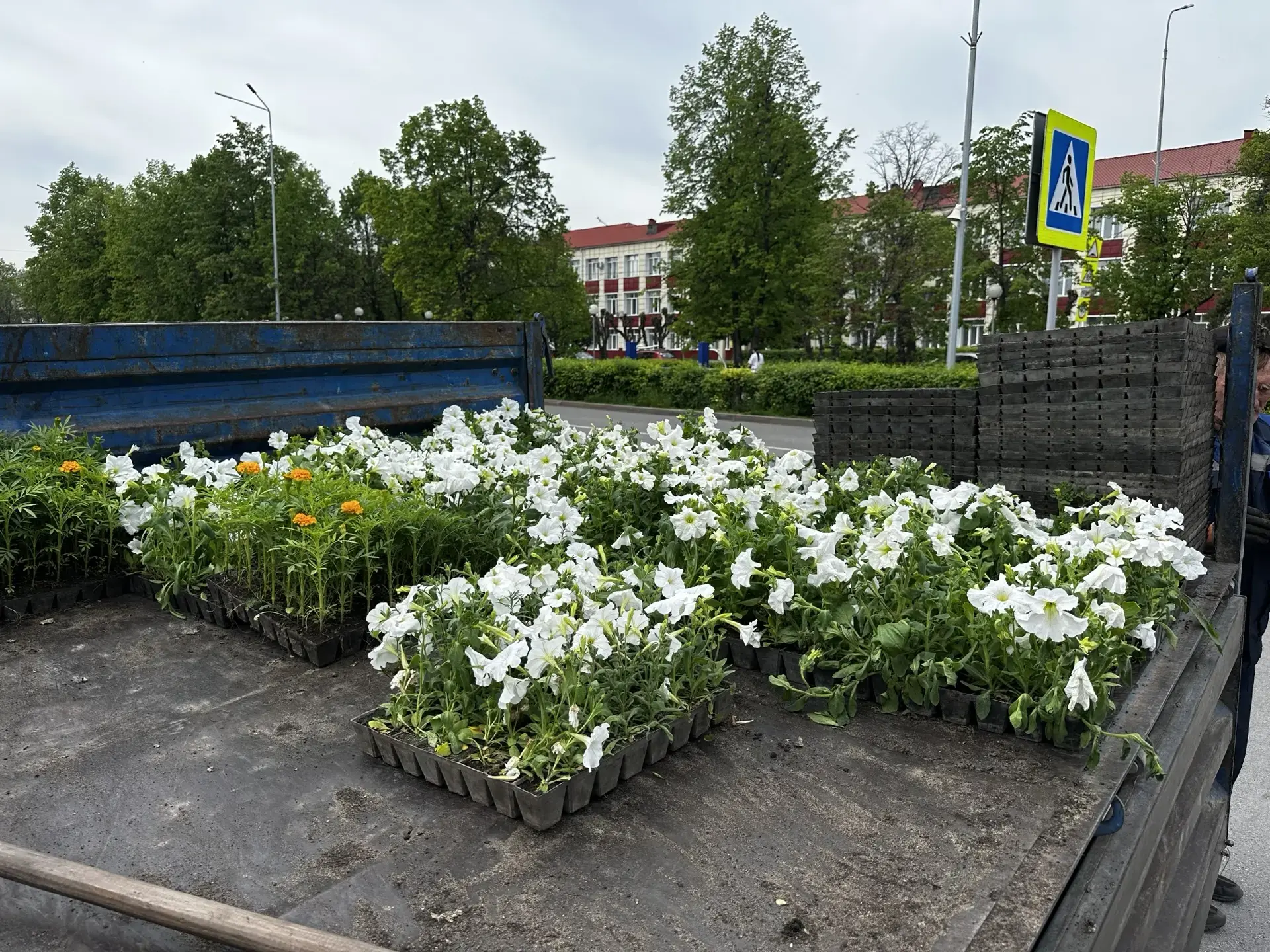 🌷🌹🌺 Белово украсят сотни тысяч цветов

Этим летом Белово преобразится благодаря щедрому цветочном