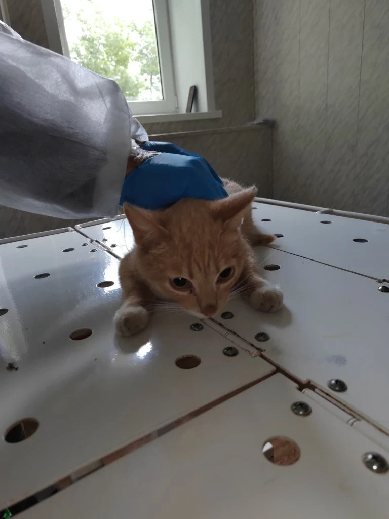 😸 Стерилизация кошки: забота о здоровье и спокойствии питомца
В ТОГБУ «Староюрьевская райСББЖ» успе