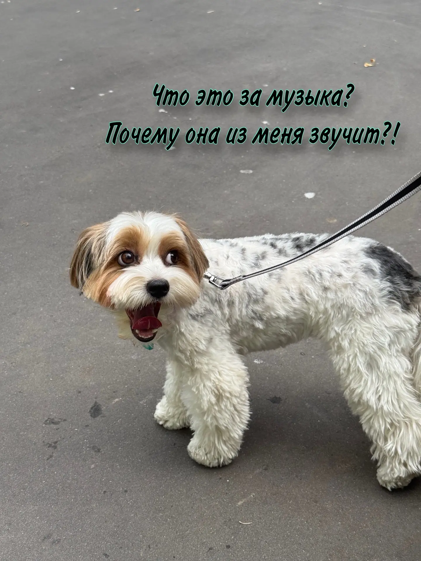 #ЗвездаБуся #PetKa
Вчера с Бусей тестировали PetKa от Лаборатории Касперского. Умный маячок показыва