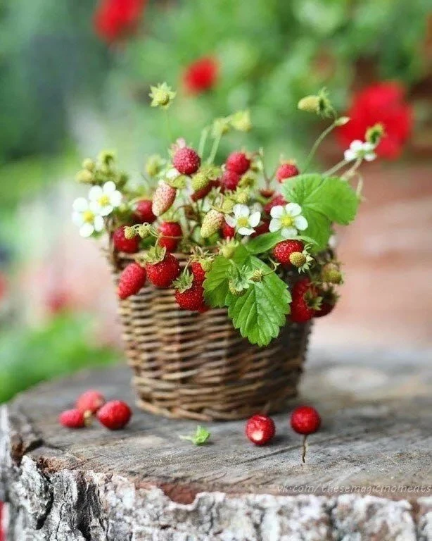 Хәерле пәнҗешәмбе иртәләре белән, дусларыбыз🥰

Көнегез якты уйлар белән башлансын🌸

Көтелмәгән шат