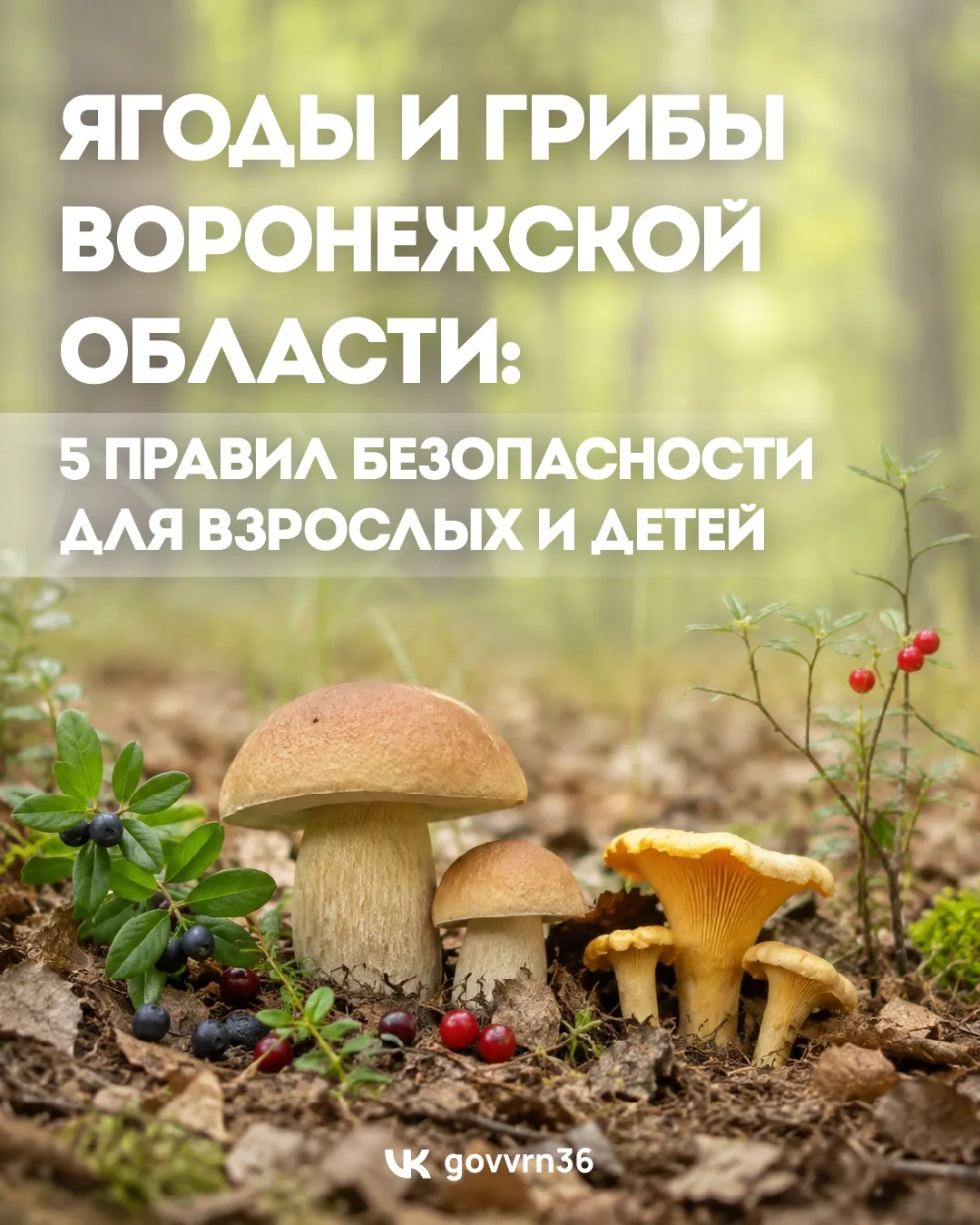 Лес, солнце, цветы, ягоды… Идеальные летние выходные, правда? Но среди знакомых с детства грибов и я