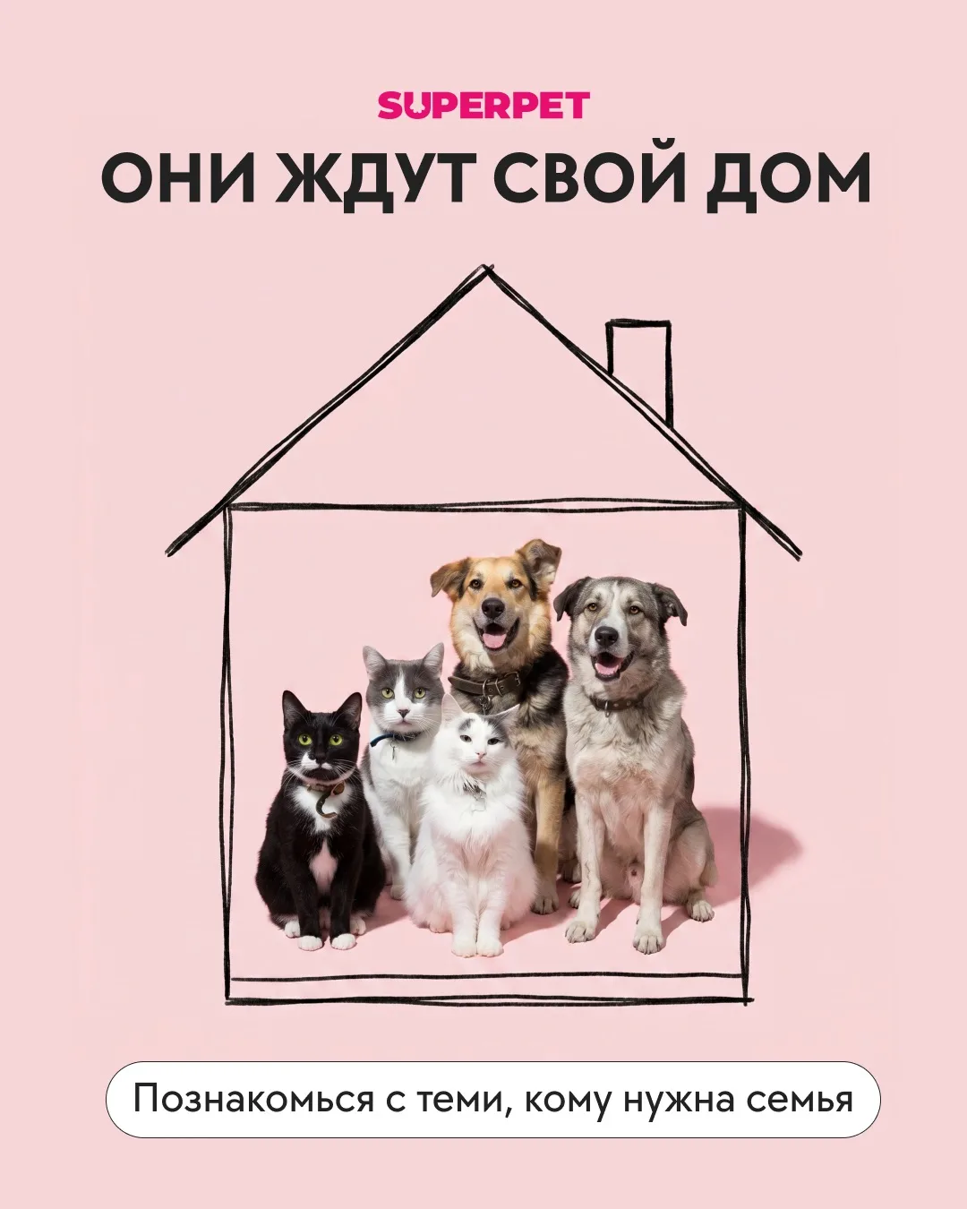 🏡Найди своего котика! 

Каждый репост приближает этих пушистиков к дому. 
Возможно, их семья в ваше