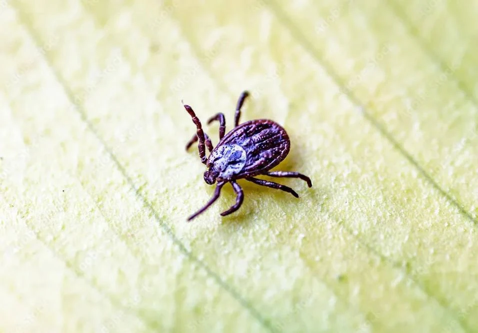 🕷️Клещи атакуют! 

За прошедшую неделю зарегистрировано 2422 случая, всего с начала сезона – 12448.