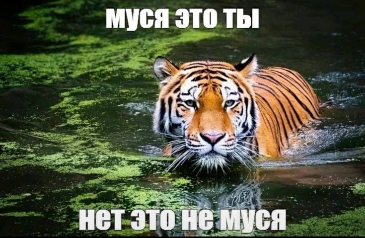 Когда наш медик, командир и я ехали на встречу со Сладковым, мы думали: "Муся, это ты?" — а оказалос