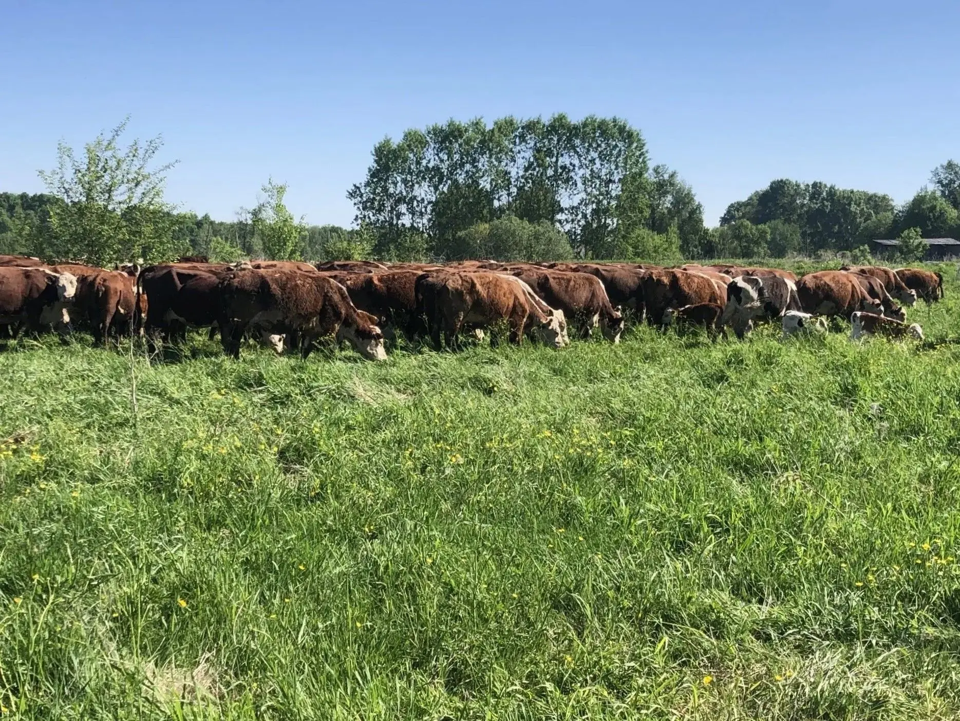 Возвращение к корням: новый шаг в развитии 🐮 

Виктор Корнеев из Зырянского района вернулся в родно