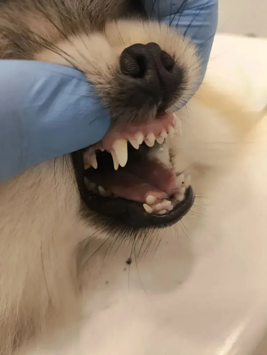 "Акулья пасть" у собаки

🐶 Часто можно заметить, что у йоркширского терьера, шпица или той терьера 
