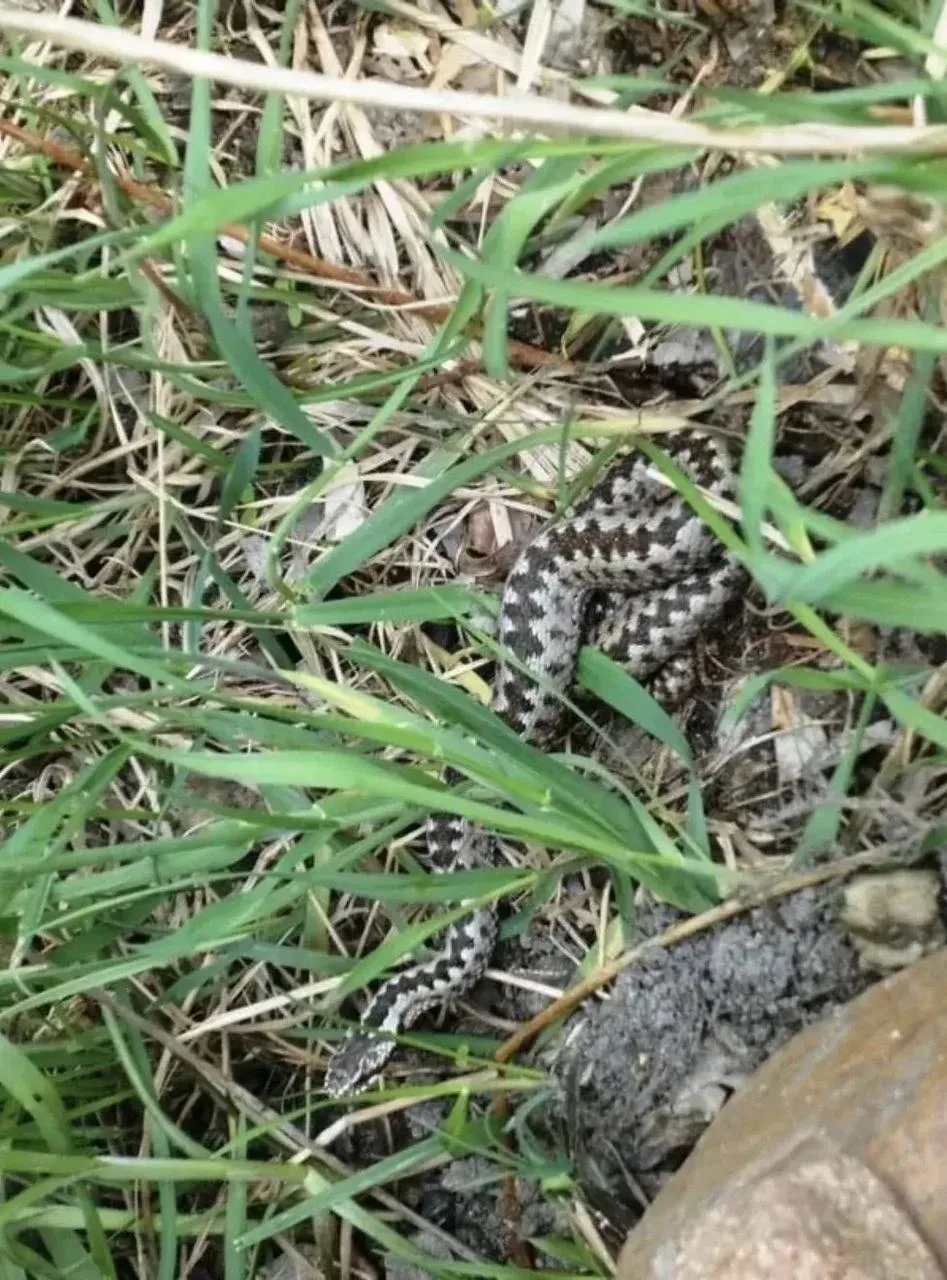 🐍 Нижегородца укусила гадюка во время кошения травы — попал в реанимацию

Мужчина не заметил змею, 