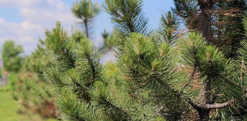 🌳 В Нижнем Новгороде продолжается системная работа по контролю за зелёными насаждениями

Формирован