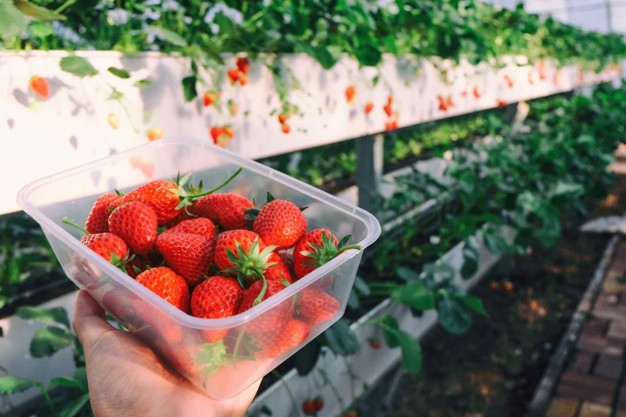 Земляника 🍓на вертикальных грядках

👍Вертикальные грядки для клубники — это необычно, красиво и уд