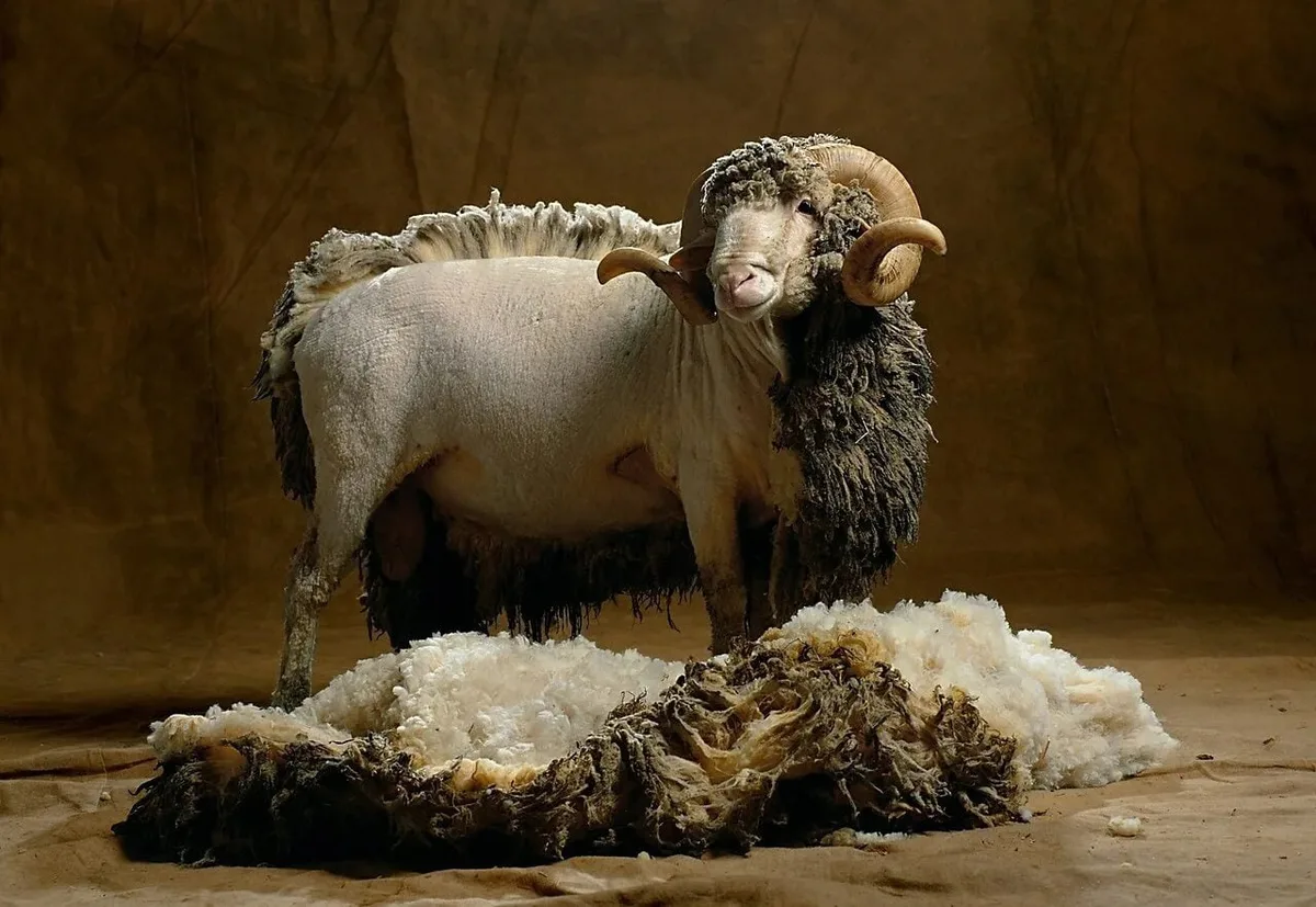 🐏Стрижка овец – это важная процедура, которая является неотъемлемой частью заботы о животных. Она н