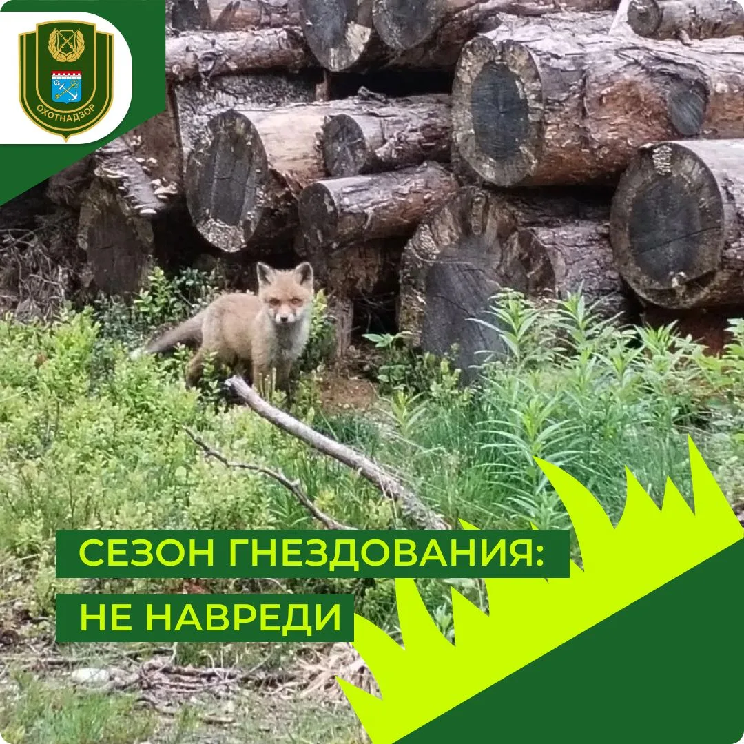 ⚠️Если вы нашли гнездо с яйцами или птенцами.
У нас к вам одна небольшая, но очень важная просьба: п
