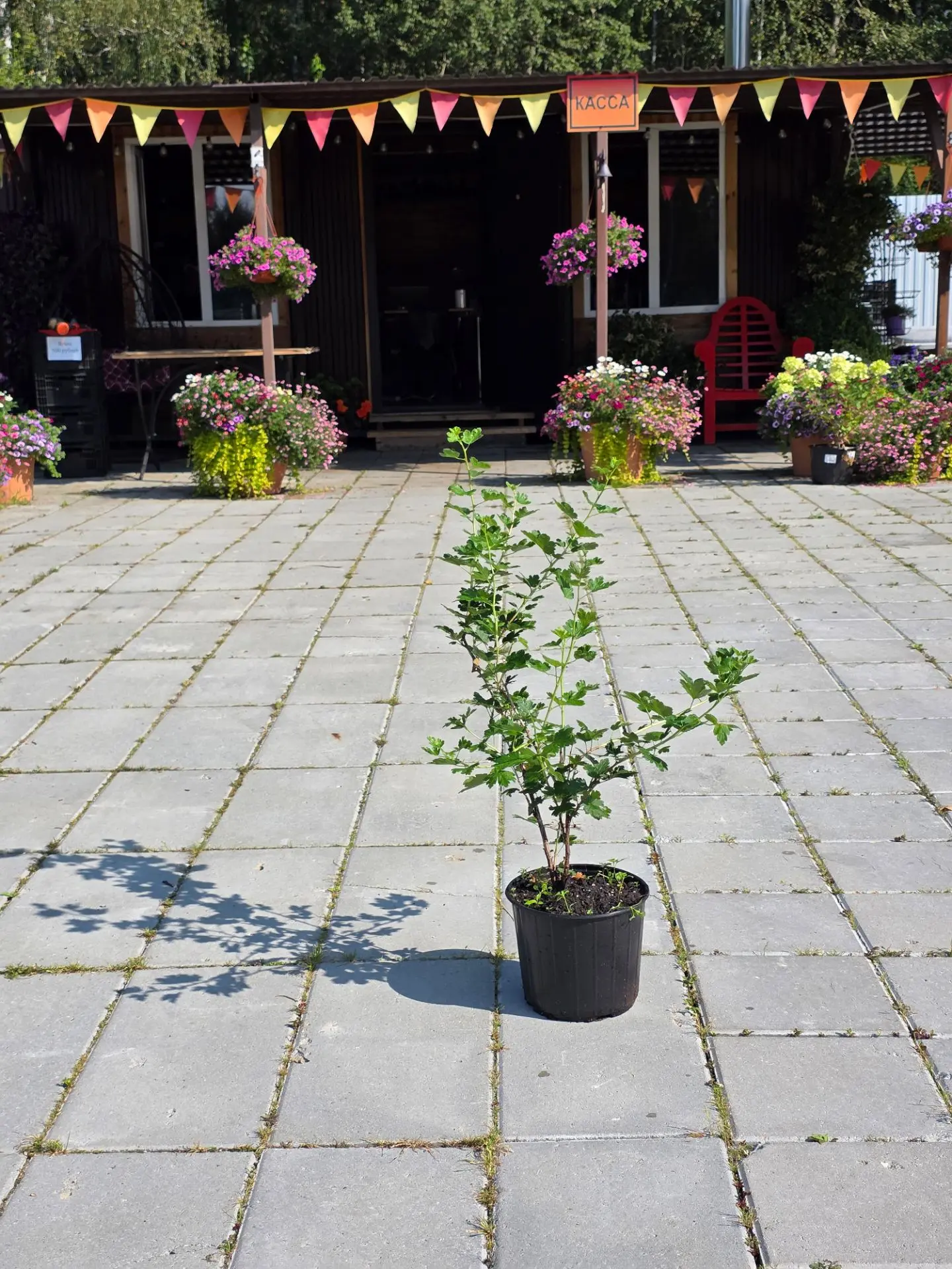 Крыжовник в наличии  🌱 

✅️ ГРУШЕНЬКА
- Среднепоздний сорт, ягоды начинают поспевать к середине июл