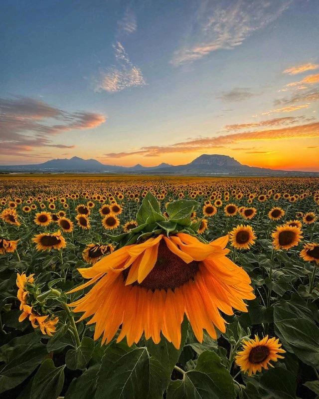 Когда цветут подсолнухи
~~~~~~~~~
🌻 Подсолнечные поля в Ставропольском крае летом выглядят особенно