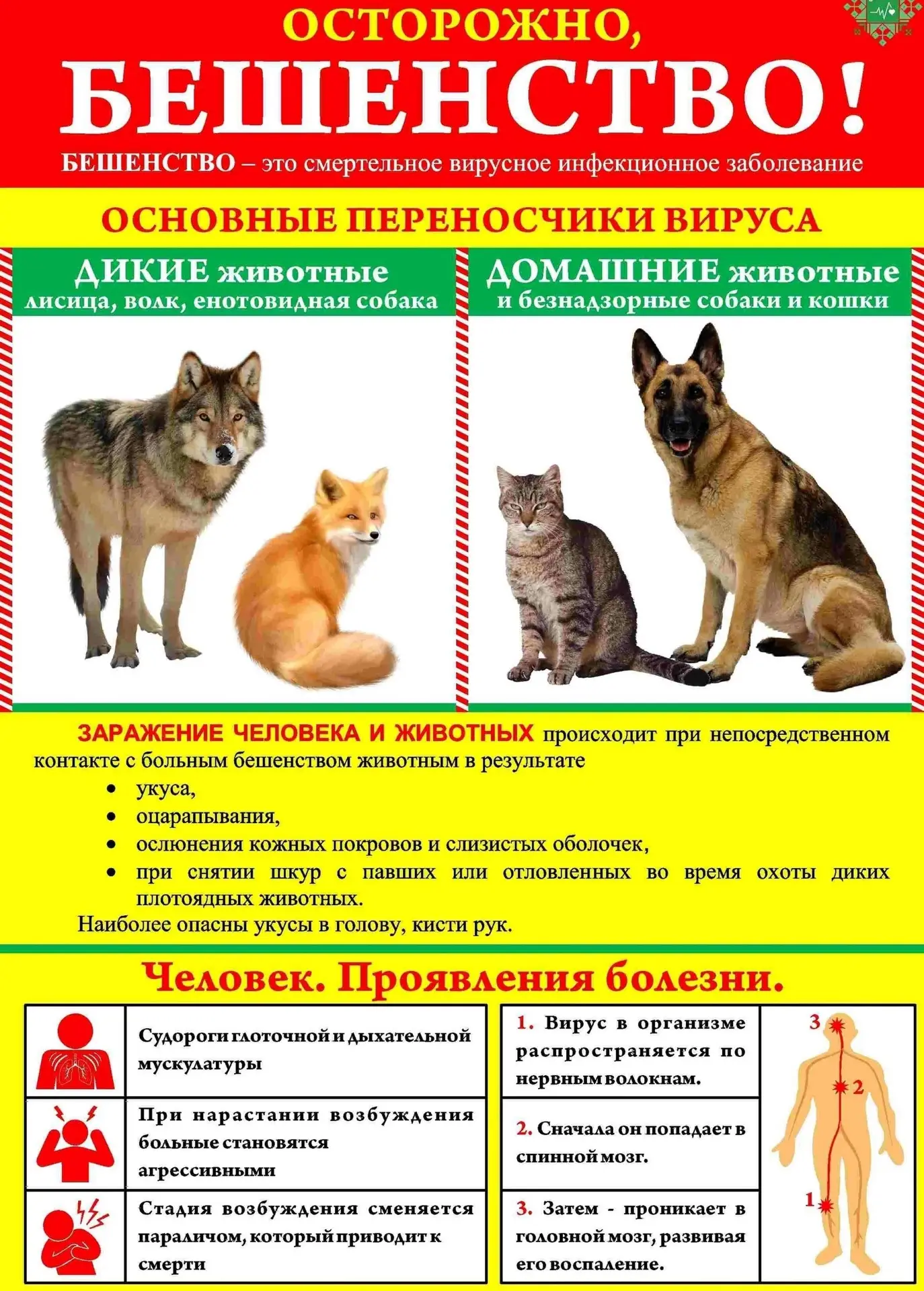 ⚠️ Бешенство животных — вирусное заболевание, которое характеризуется тяжёлым поражением нервной сис