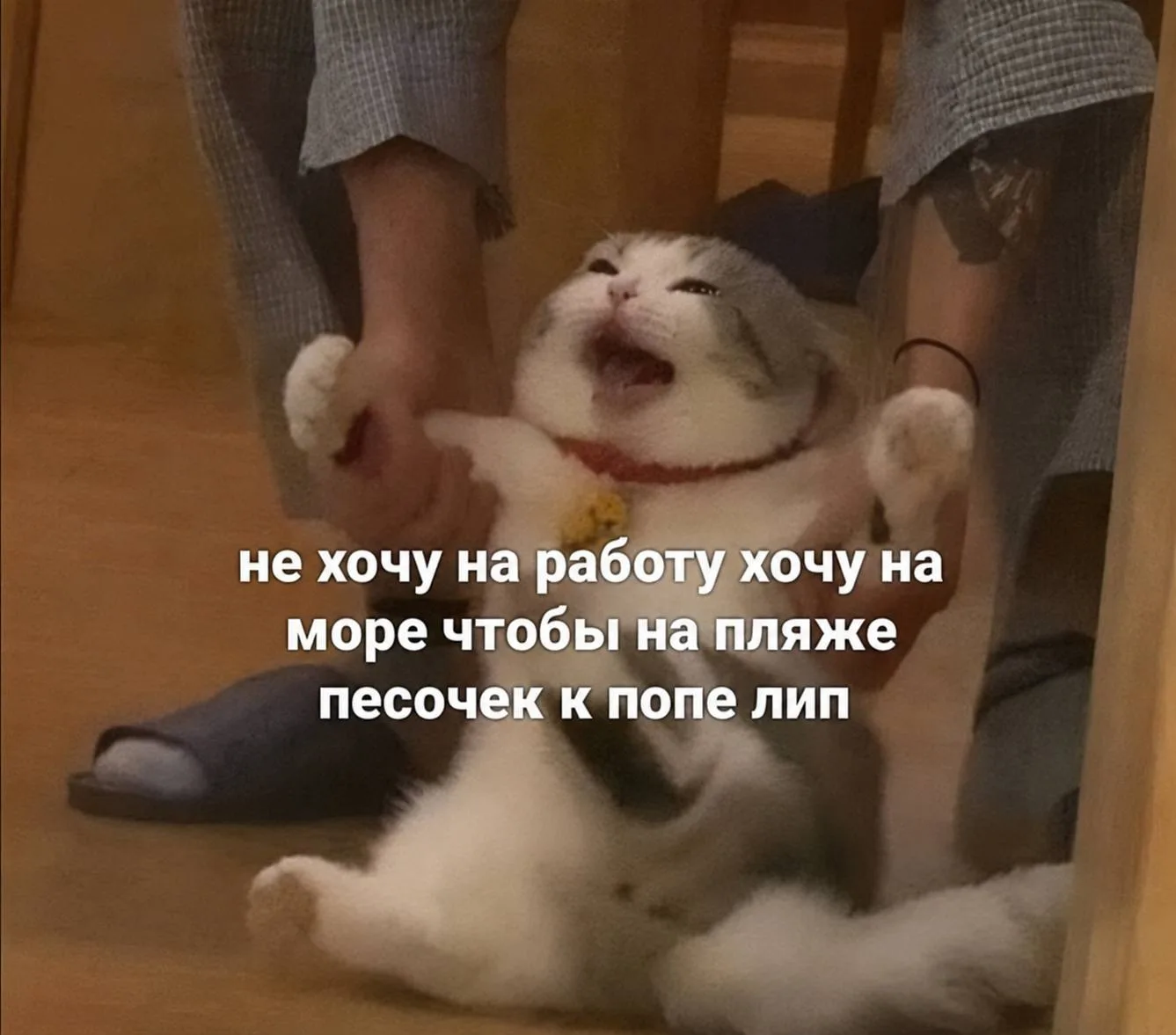 Приколы