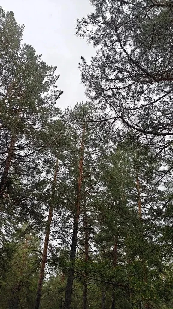 🌳🌲На 16 июня 2026 года лесопожарная обстановка в Забайкальском крае остаётся стабильной

🟢 Лесных