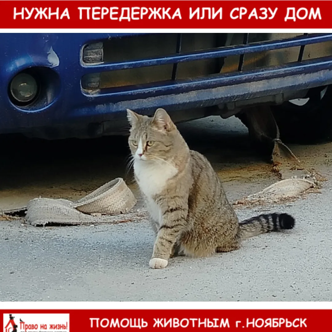 Добрый день. В районе дома Ленина 19 мира 71а бегает кошечка возможно домашняя. Может выложите объяв
