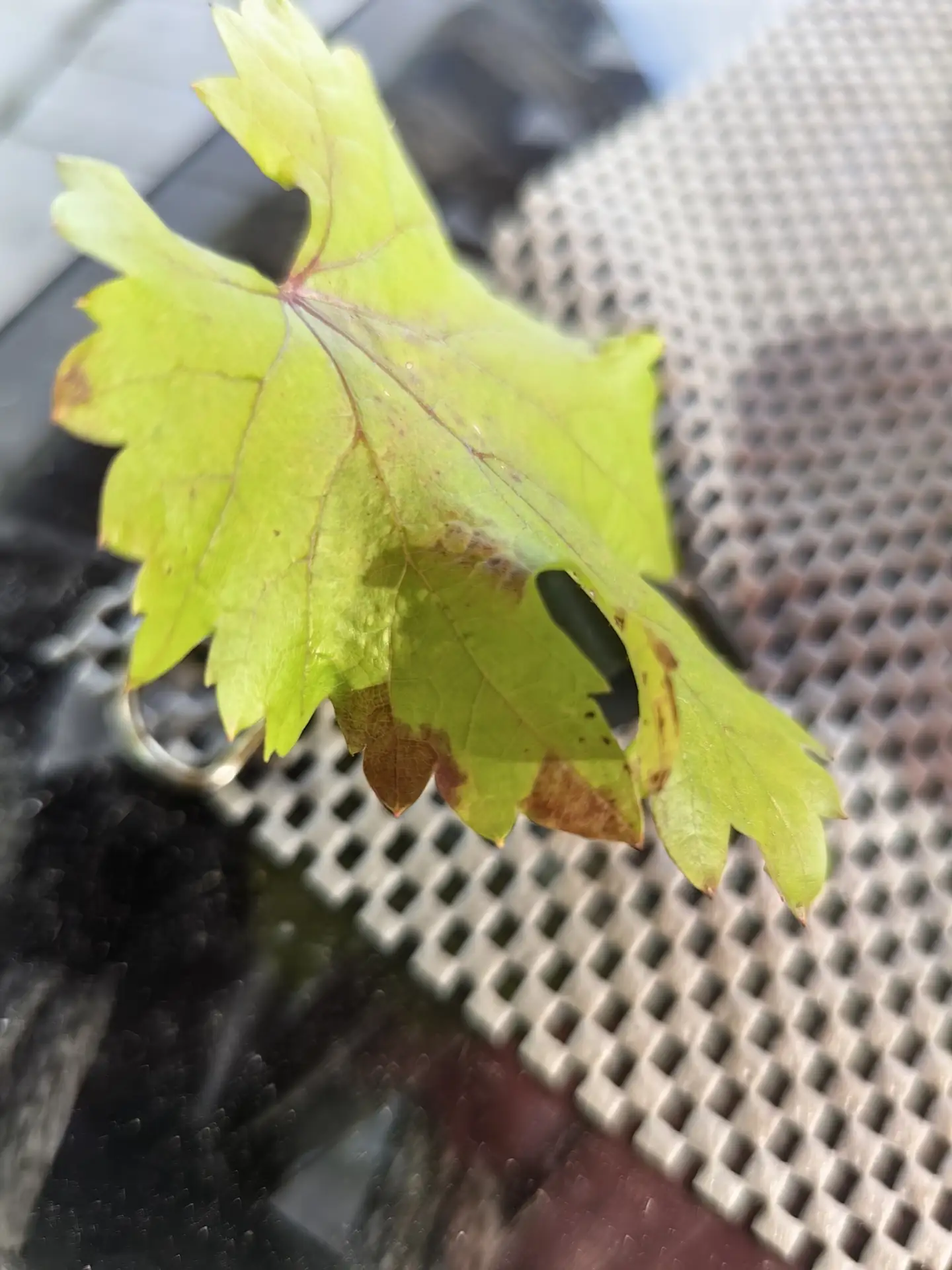 Подскажите. Болячка или причуды сорта

🍇Всё про виноград 
🍇Чат про виноград 
❓Предложить пост чере
