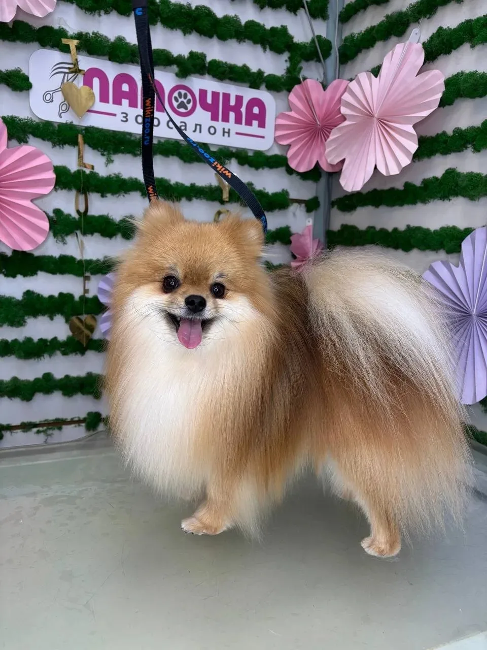 🐾☀️ Внимание, собаководы! На улице уже жара, и мы хотим напомнить вам о важной теме — солнечные уда