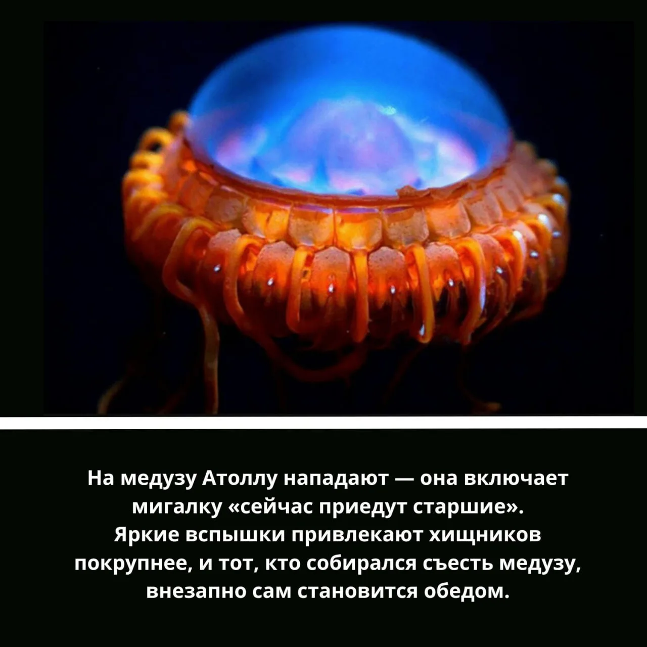 🦑 Представляем вашему вниманию почти глубоководный трэш-контент

Экология без фанатизма — это когда