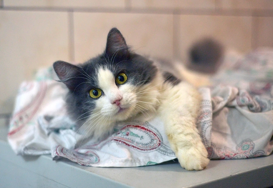 🐾🐈 ЛЁНЬКА хочет стать домашним 🐈🐾 
📢 Пожалуйста, делайте репост, ведь это шаг на пути к дому 📣