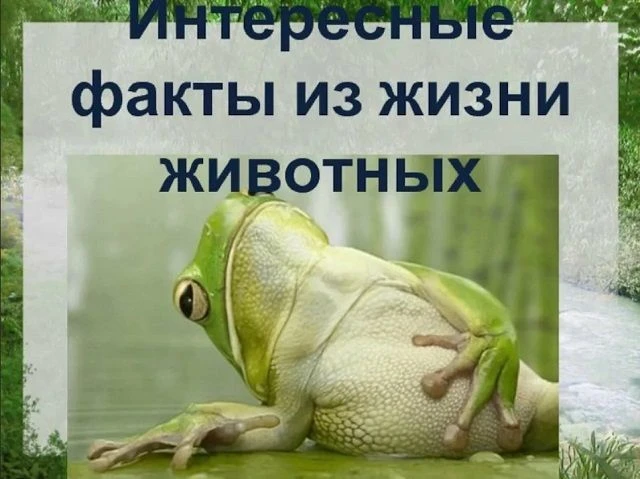 Природа полна удивительных фактов о животных, которые демонстрируют их разнообразие, интеллект и уни