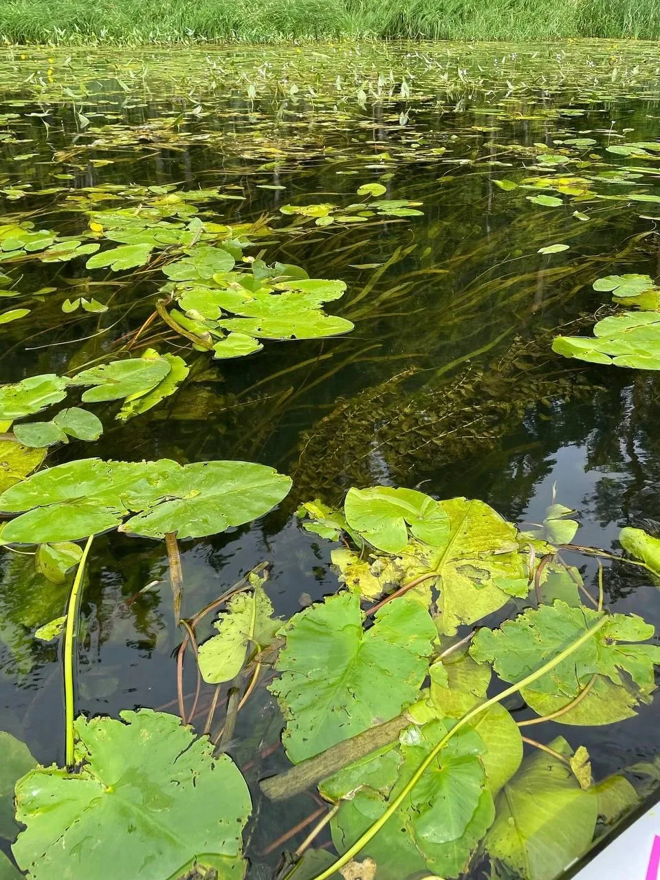😍Река Оредеж: самое живописное место для водных прогулок в Ленинградской области

Если вы любите са