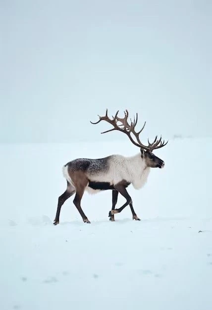🦌 Северные олени видят ультрафиолет. Мир для них другой

Ты думаешь, все млекопитающие видят одинак
