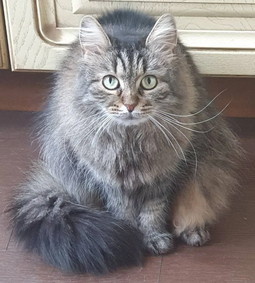Мемная суббота 🐾

Итак, сегодня мемная суббота 😊

Сегодня предлагаю тему мемов - про домашних живо
