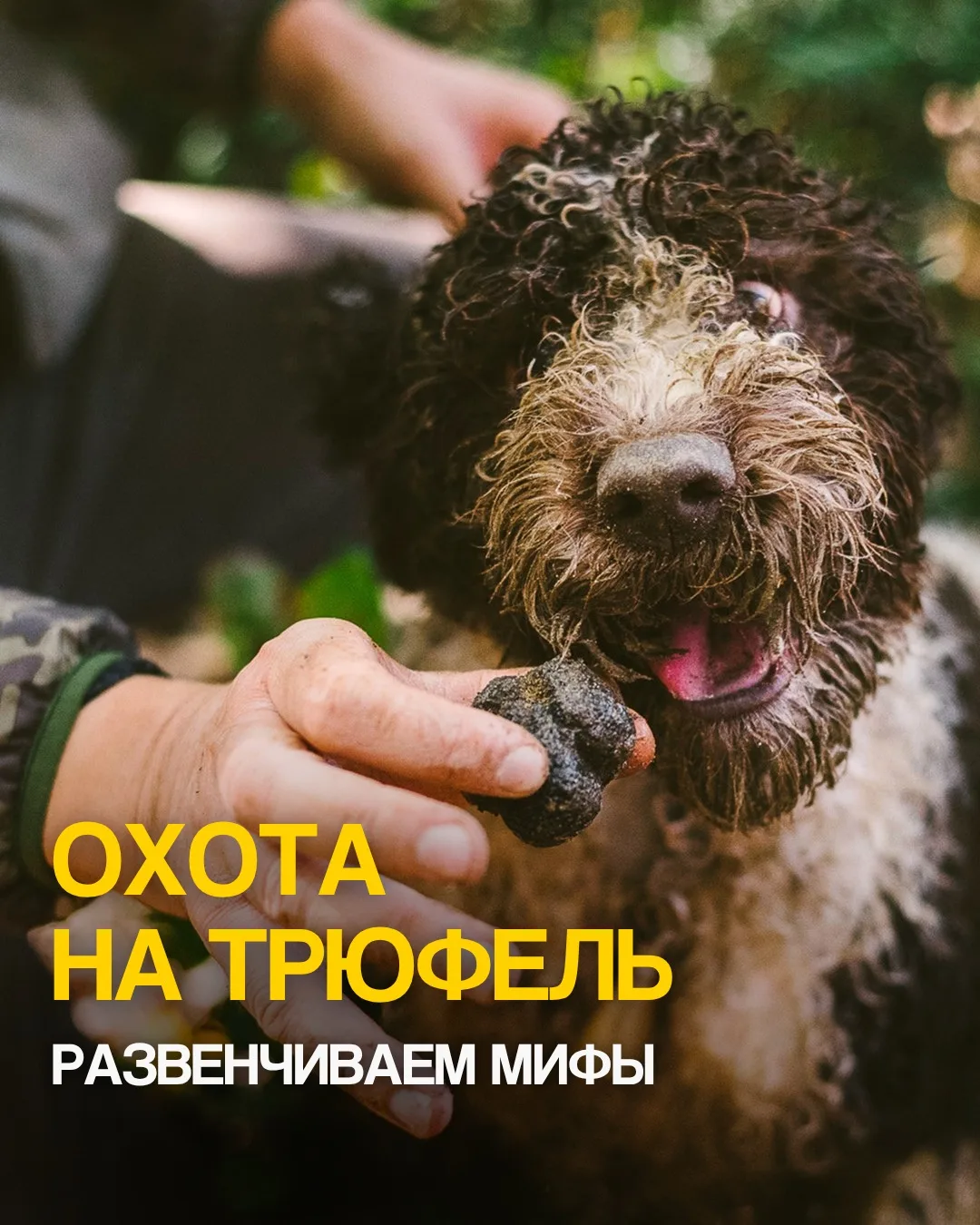 Как проходит трюфельная охота в Тоскане. 

Неспешный утренний ритуал. Вы отправляетесь в лес вместе 