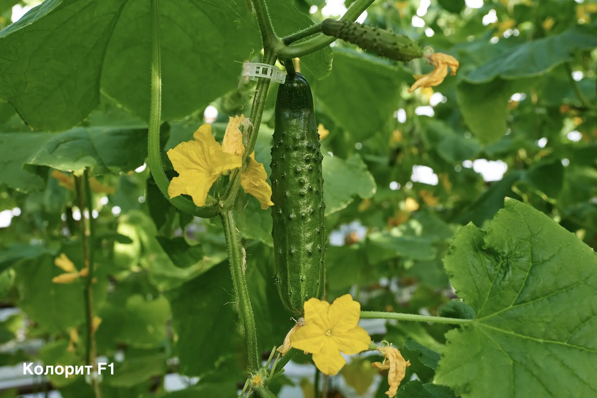 🥒 Как увеличить стандартность и урожайность на пчелоопыляемом огурце?

Обычно пчелоопыляемый огурец