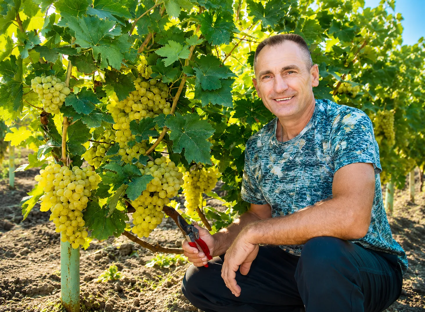 🍇 Нужно ли поливать виноград, когда созревают ягоды

Даже засухоустойчивому винограду в жаркое лето
