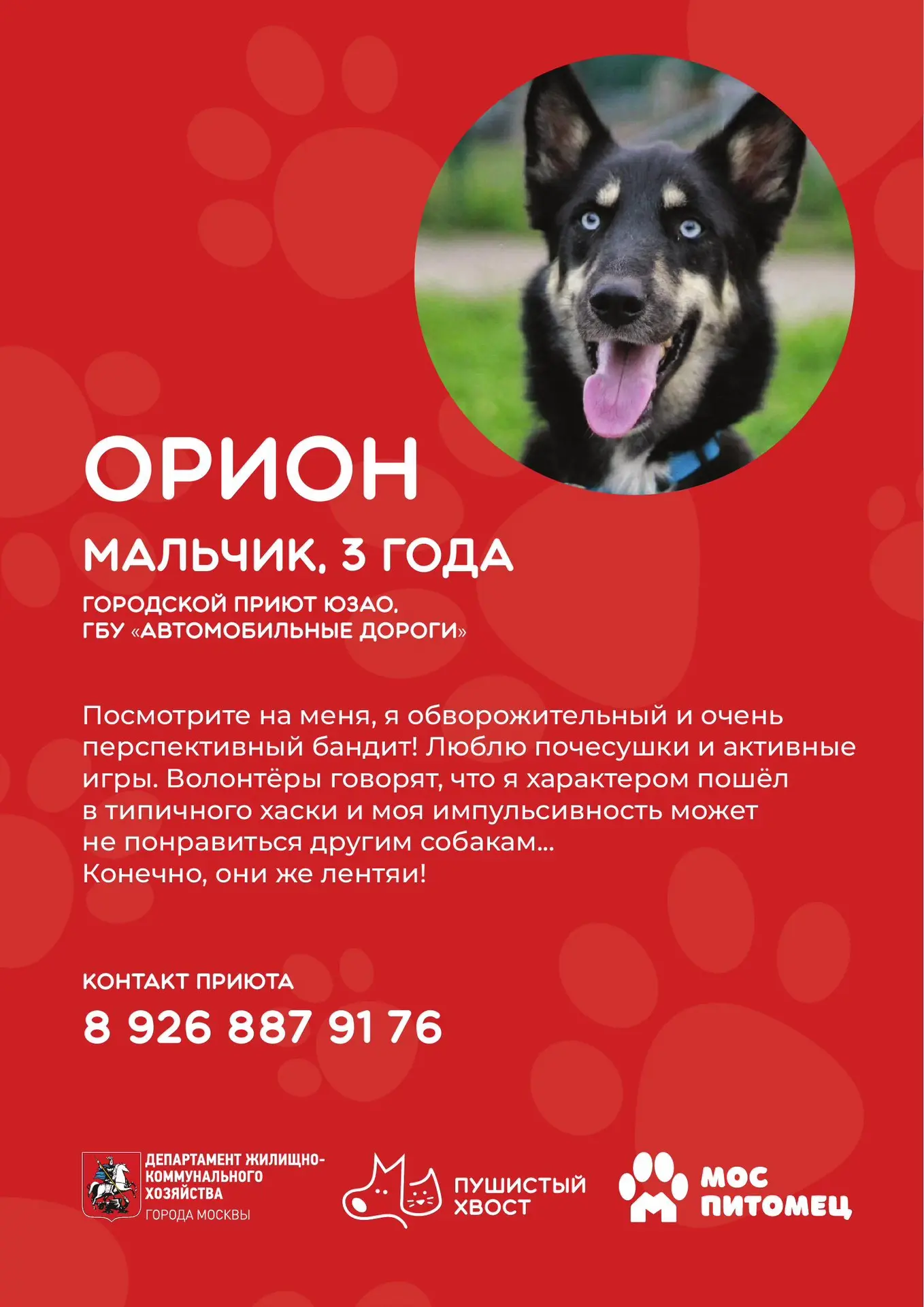 🐶 Кто готов подарить дом и заботу верному другу?

Продолжаем рассказывать о четвероногих участниках
