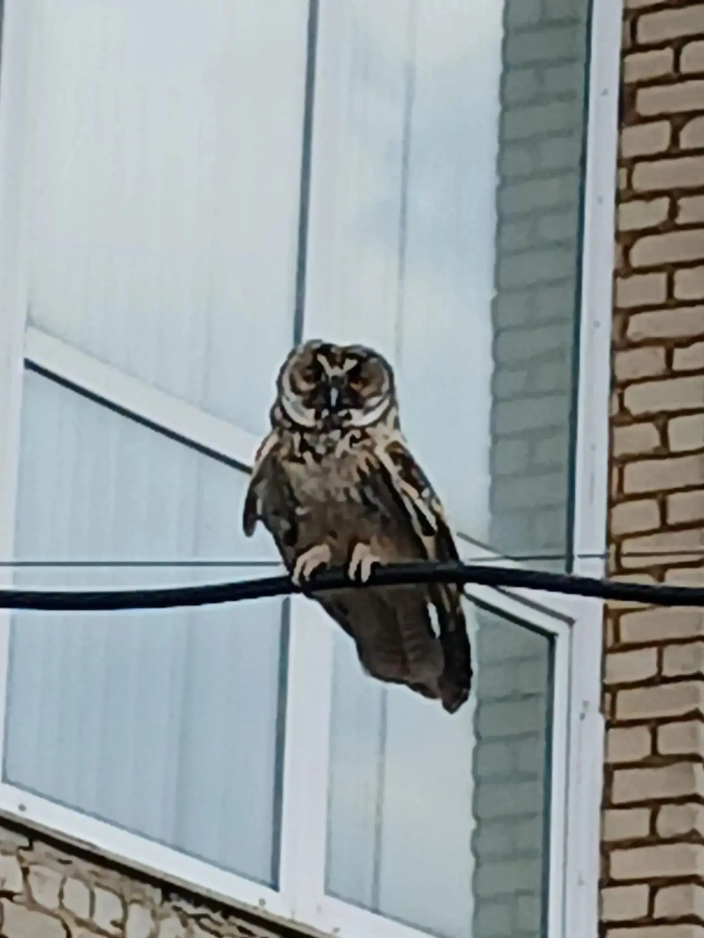 🦉Сегодня на территорию Советского социально-аграрного техникума имени В.М. Клыкова заглянула необыч