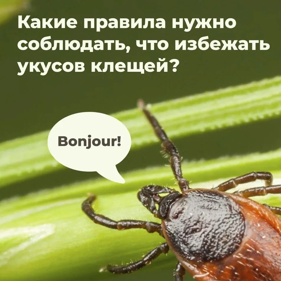 Отправляетесь в лес, парк или на пикник? 🌿

Узнайте, как защититься от укусов клещей. Простые реком