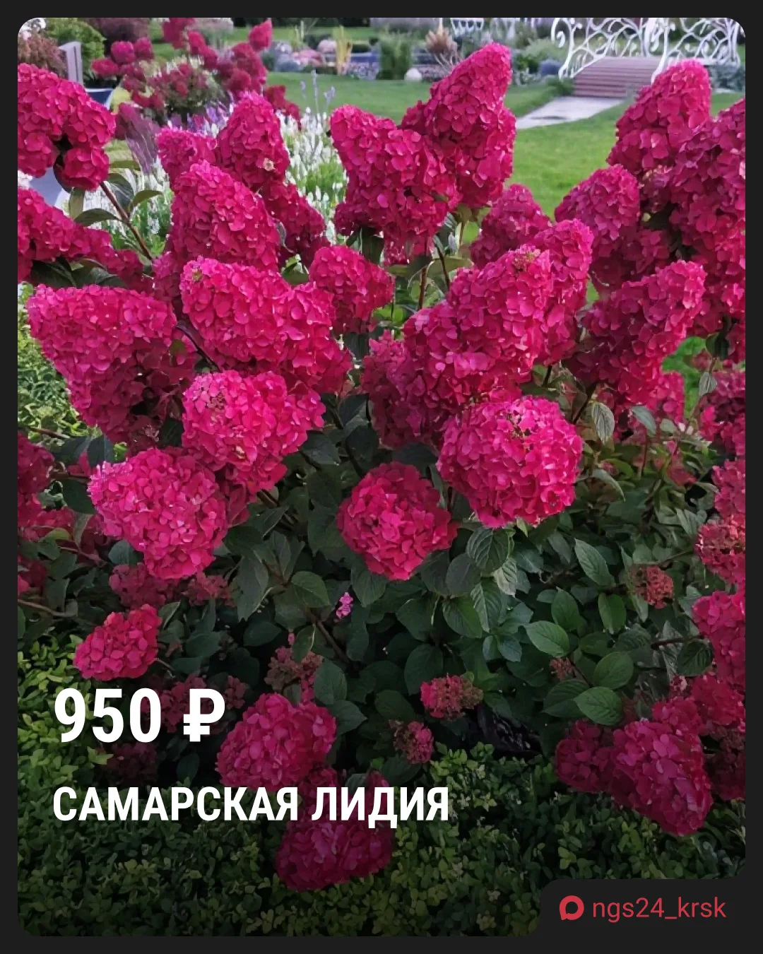 🪴 В питомнике декоративных растений «Сибирский сад 24» — цены от производителя 

Здесь предлагают м