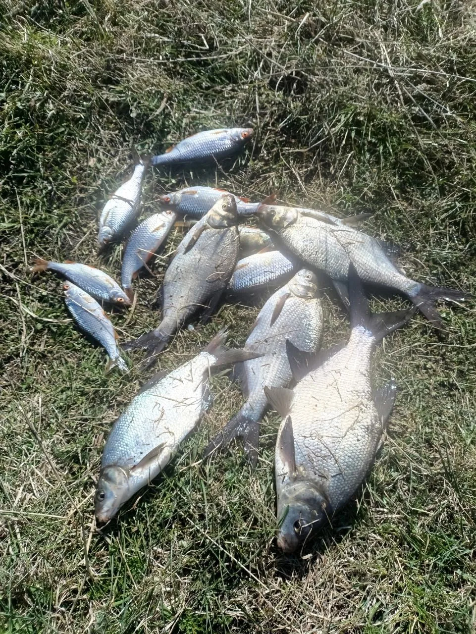 Как всегда 😁, клевали вчера и завтра....., но немного своей рыба тоже взяли 👍👍👍👍
Река Катав, от