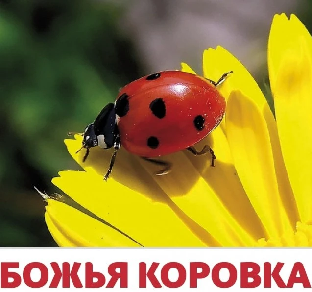 🐞«Божья коровка»
🐞Очередной тематический день прошёл в средней группе ДС "Василёк", посвящённый яр