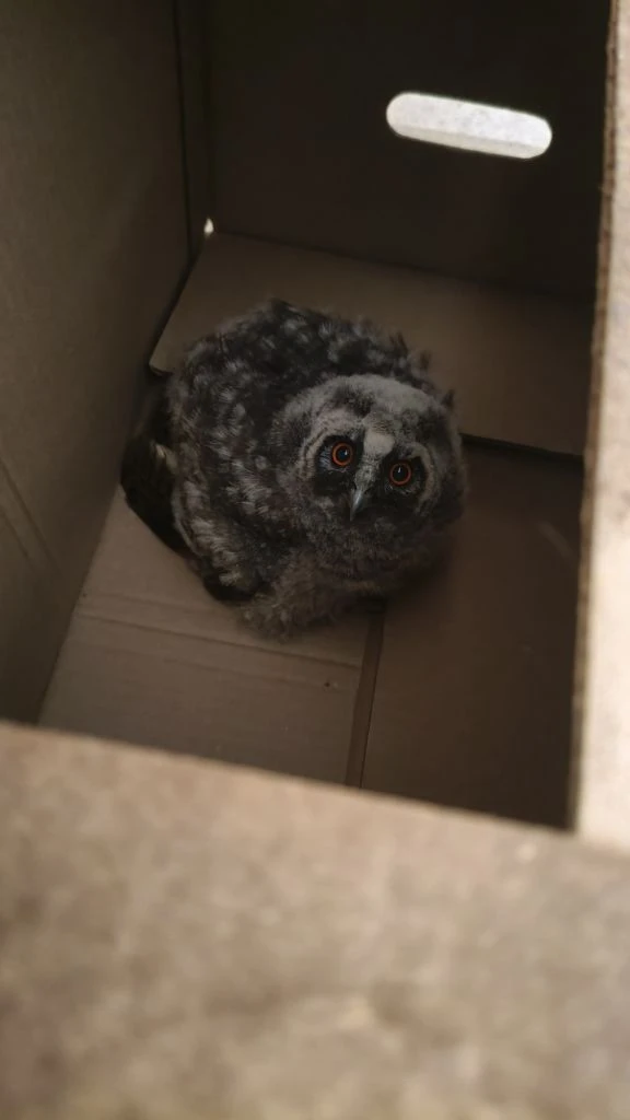 Спасение совёнка🦉

Очередная добрая история произошла в Казани. Во дворе жилого дома мужчина обнару