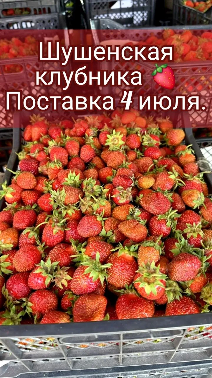 Шушенская клубника 🍓

На сегодня вся ягода закончилась ‼️

Поставка 4 июля.
Принимаем ваши заказы. 