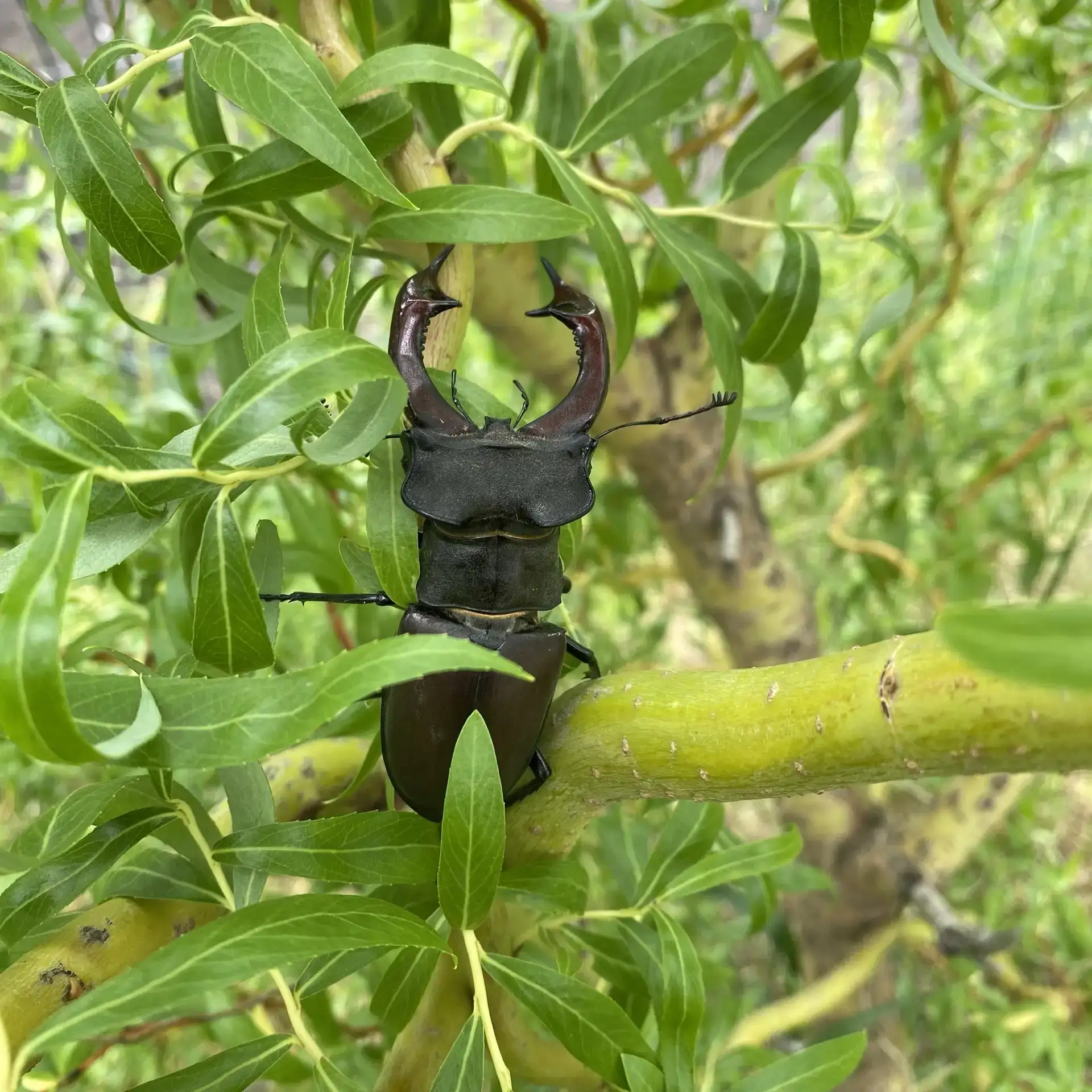 🐞 Маленькие юннаты и большой жук-олень 🌲
В преддверии Дня юннатского движения наша прогулка превра