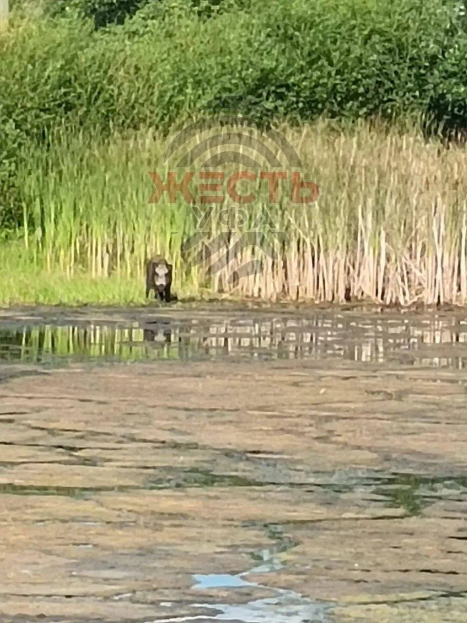 🐗 Дикий кабан держит в страхе жителей Приютово

В посёлке Приютово (Белебеевский район) люди боятся