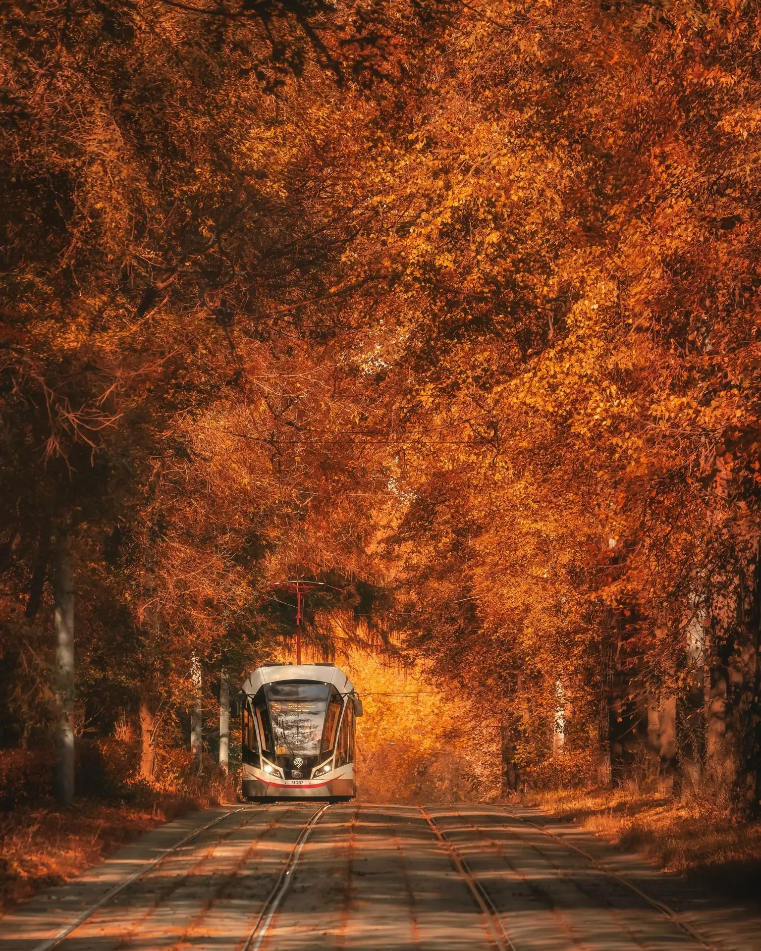Трамвай в осеннем тоннеле 📷🍁
Снят этот осенний тоннель в Сокольниках, хотя похожее место есть и в 
