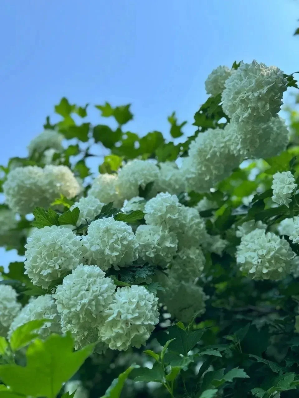 💮Калина  Бульденеж - это одно из самых красивых и необычных растений, которое сейчас можно увидеть 